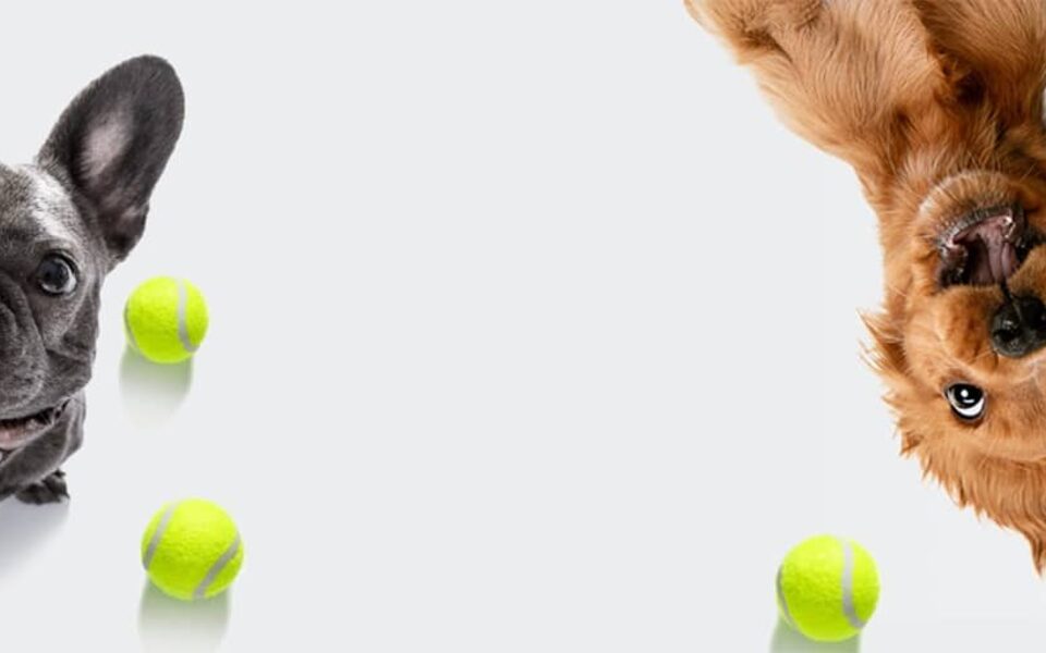 Dogs playing with tennis balls at Pooch At Play