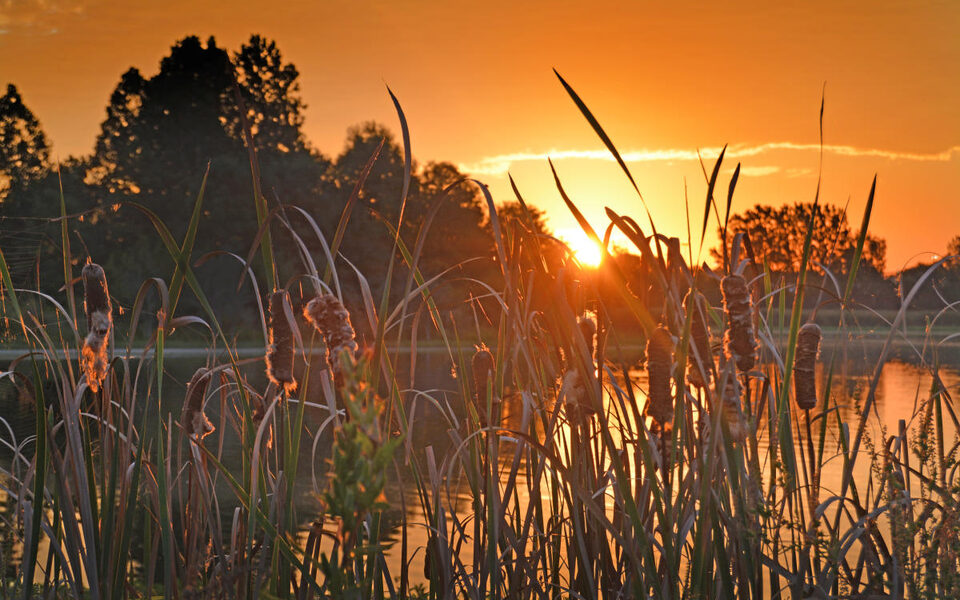 Cattails and sunrise over Celery Bog Nature Area in West Lafayette