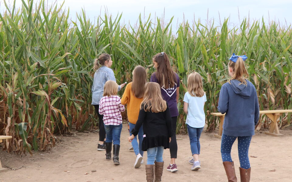 Families walking into the corn maze at Exploration Acres