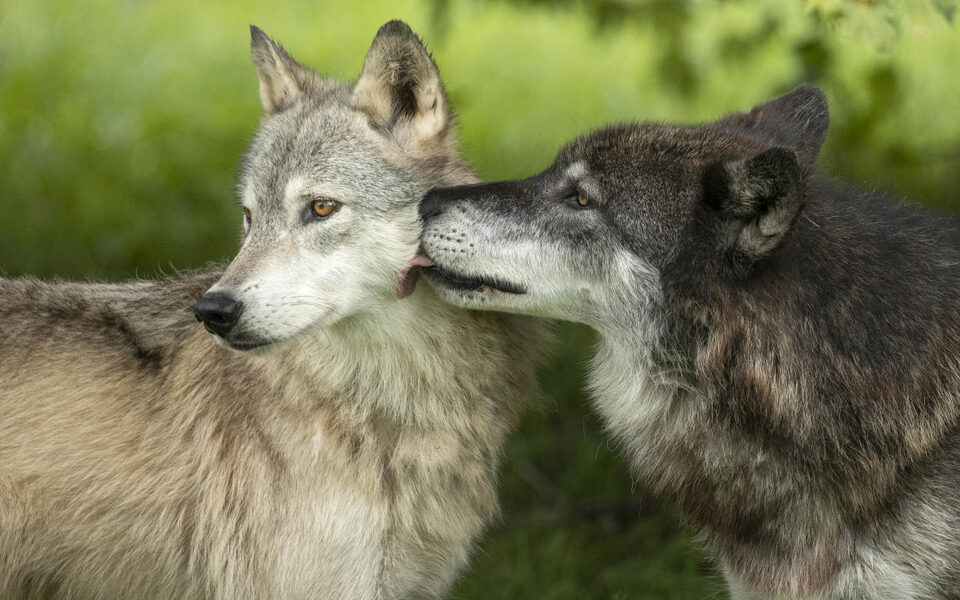Two ambassador wolves together at Wolf Park in Battle Ground